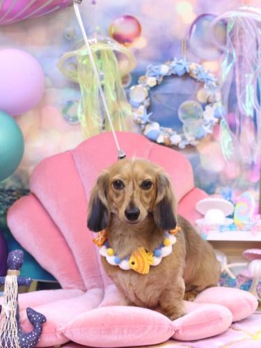 20240807ラテくん